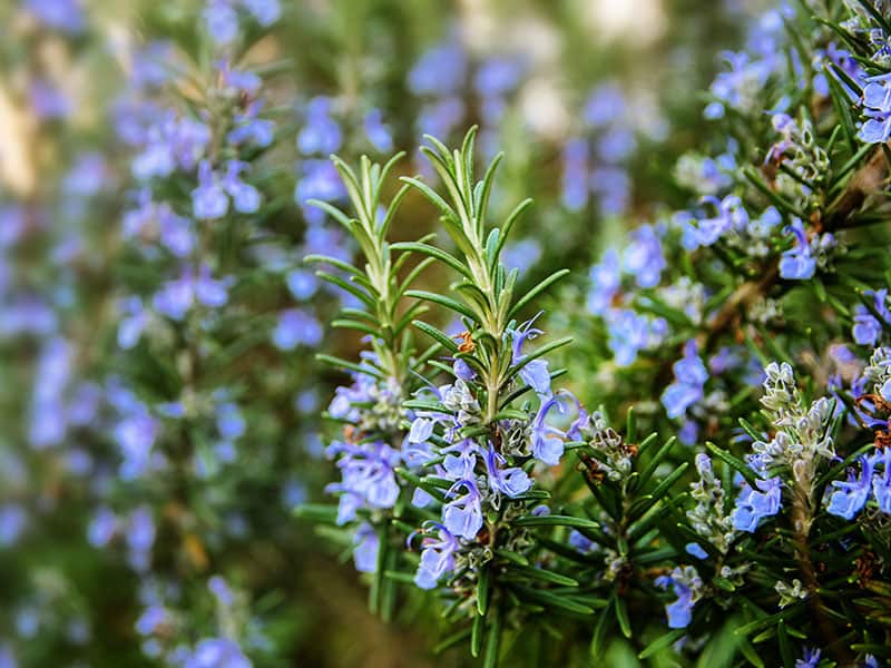 Blossoming Rosemary Plants Herb