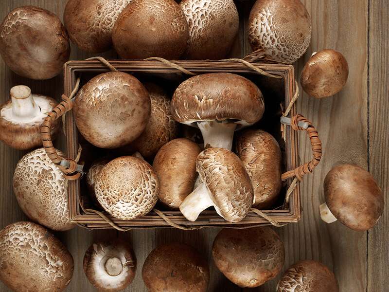 Brown Cap Mushrooms