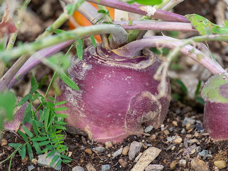 Coloured Turnip