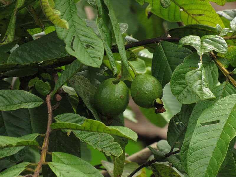 Costa Rican Guava