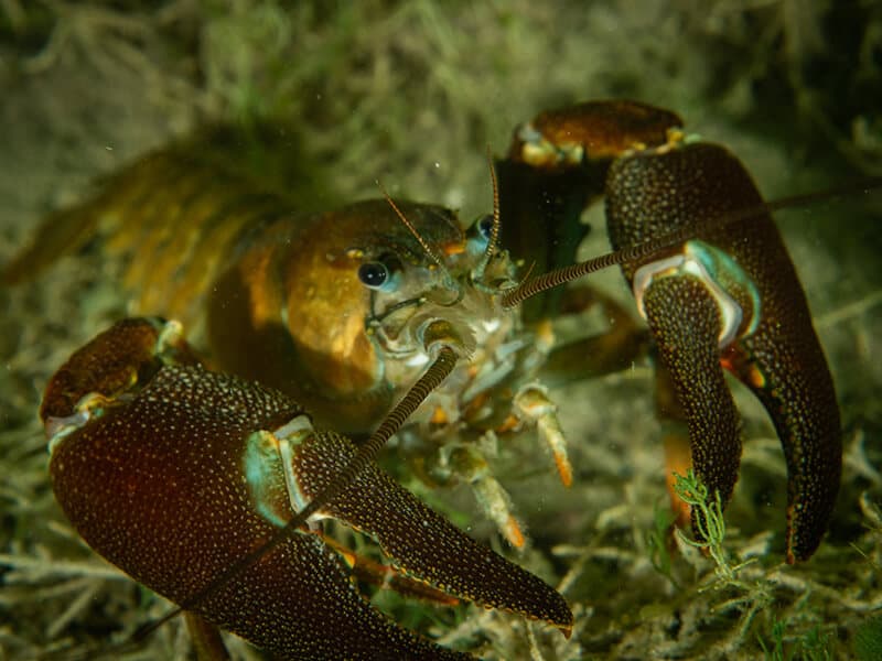 Crayfish Invasive