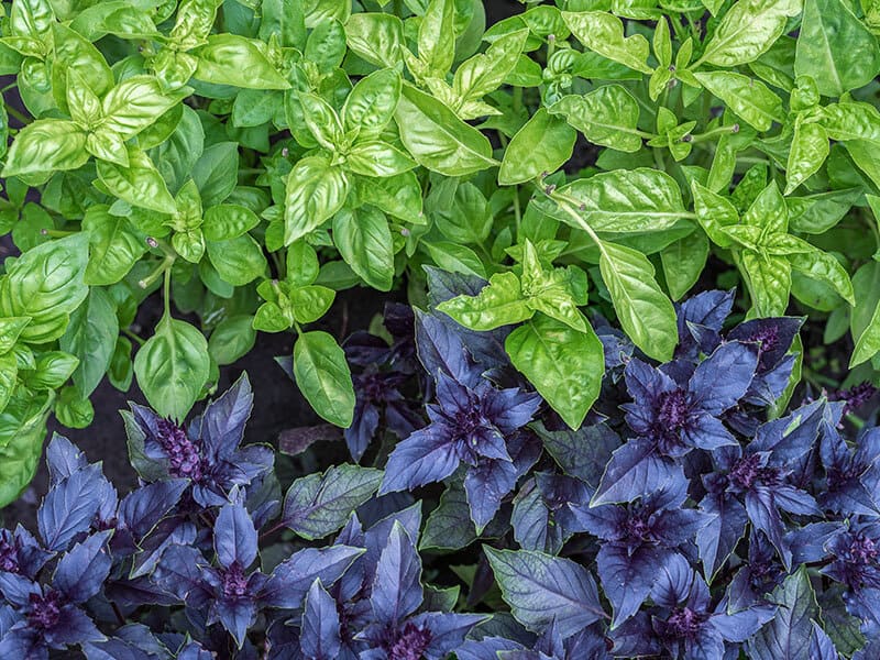 Purple Green Basilic