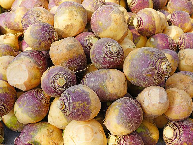 Swedish Turnip