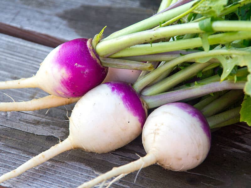 Turnip Vegetable