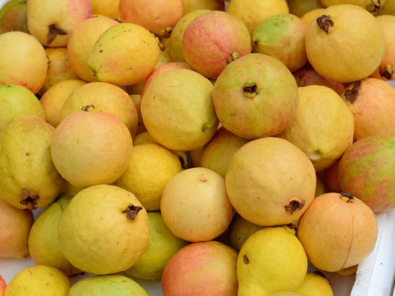 Yellow Guava Fruits